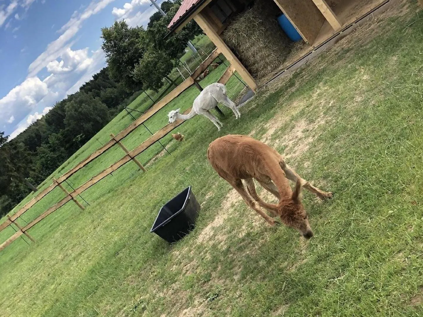 Komfortables Ferienhaus Im Bayerischen Wald Am Alpakahof Mit Saunahaus Waldmuenchen 0*,